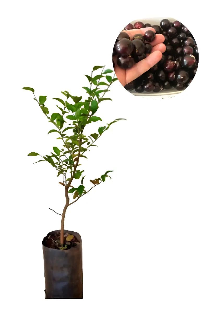 Muda de Jabuticaba Híbrida Precoce